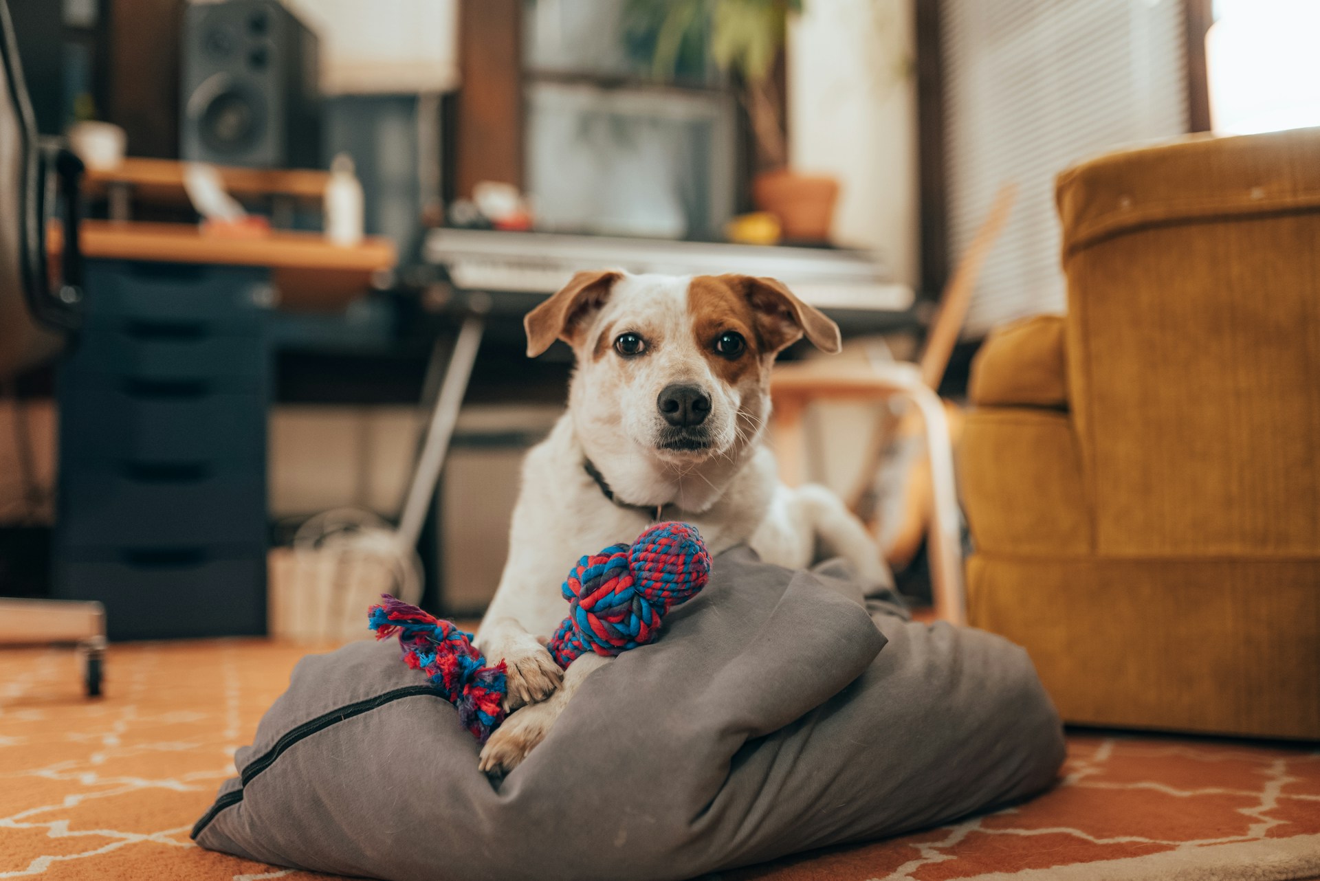 Why Playtime Is So Important for Your Dog’s Health
