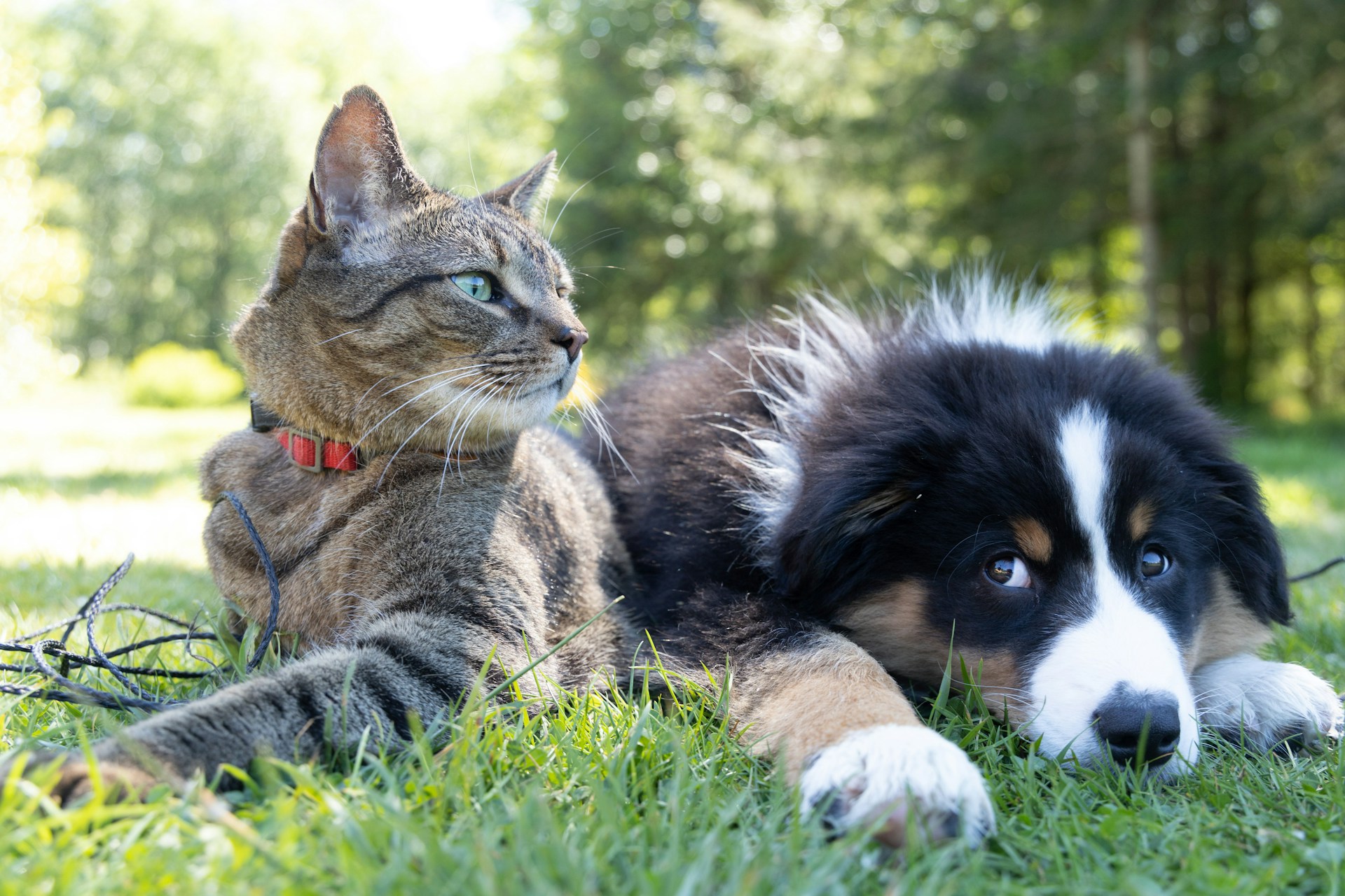 Everything You Need to Know About Registering a Service Animal