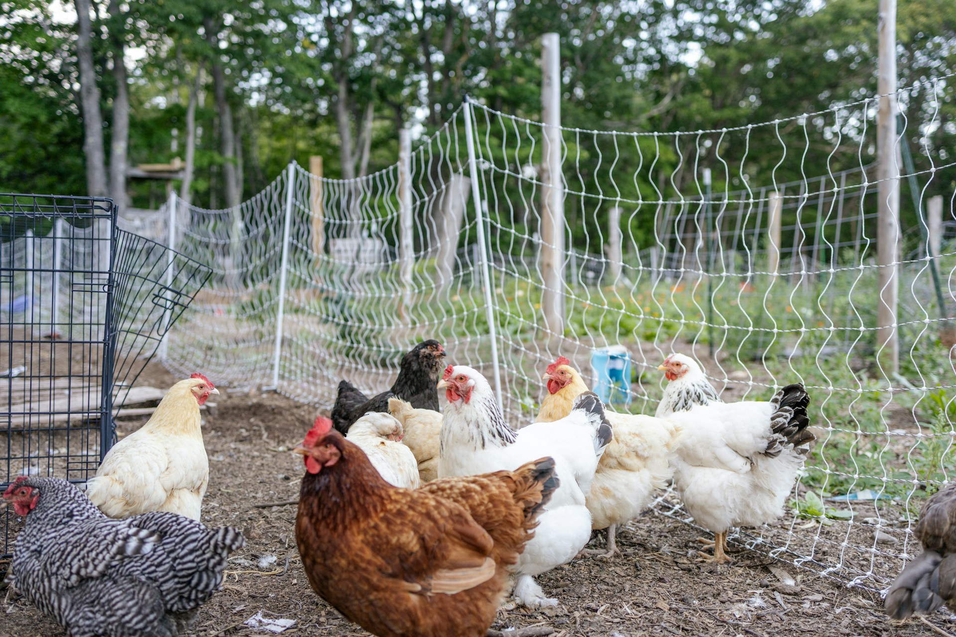 The Secret to Happier, Healthier Backyard Chickens