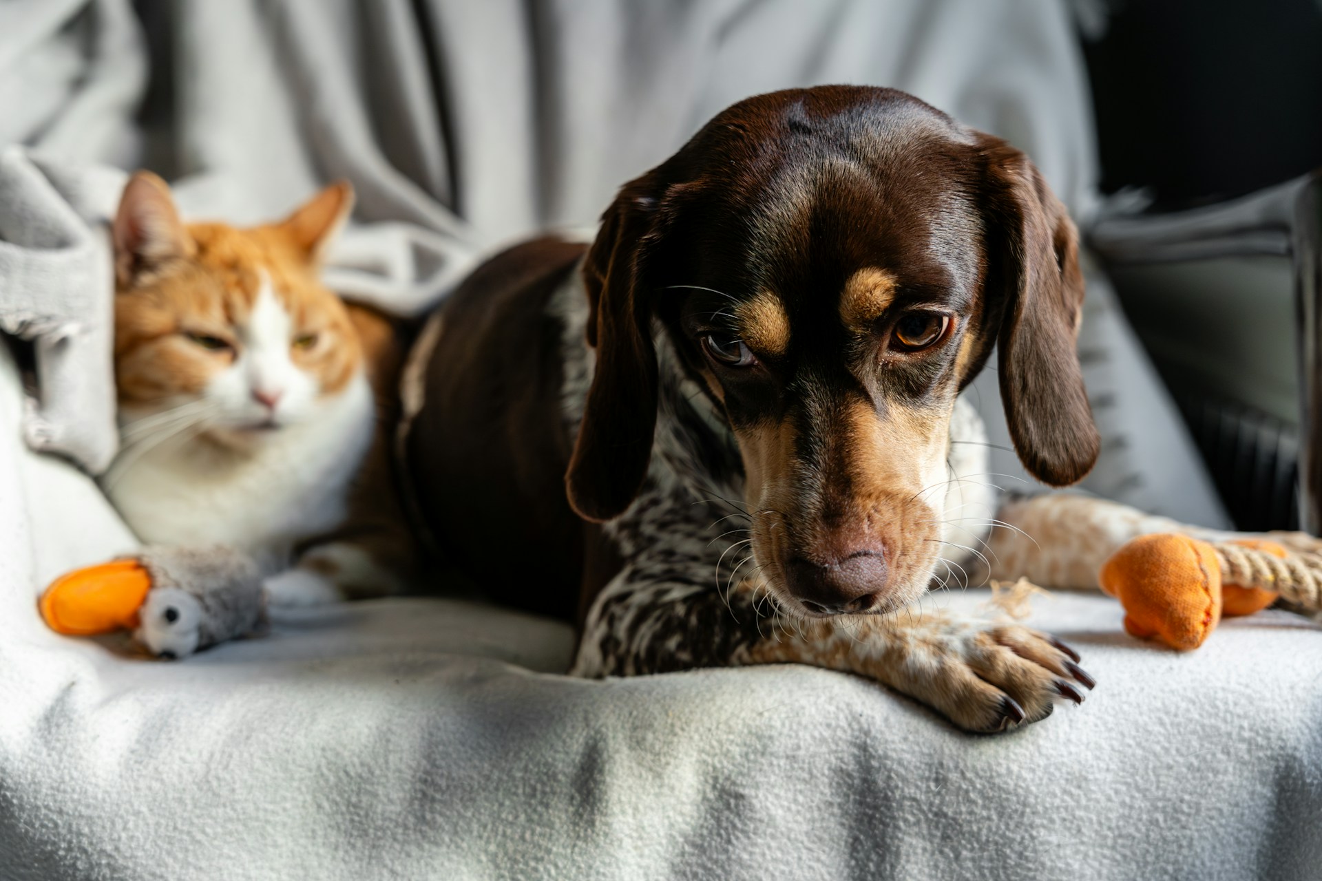 Simple Tips to Keep Your Home Clean When You Have Pets