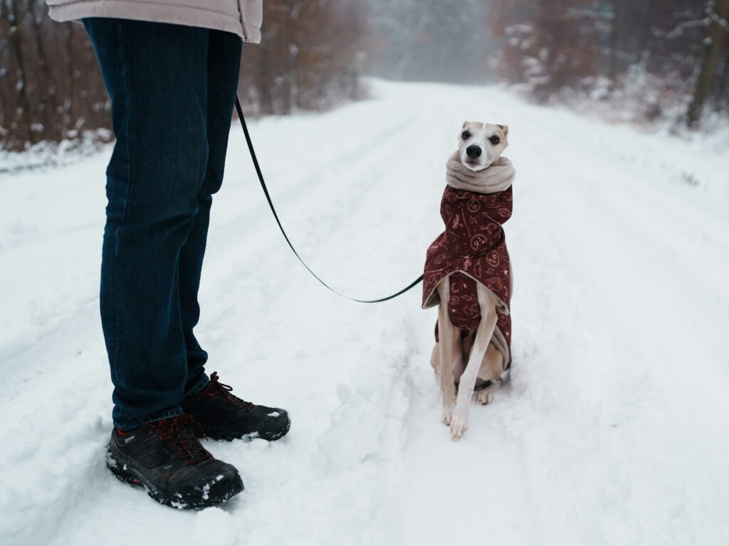 Winter dog care: a dog in a coat on a snowy walk