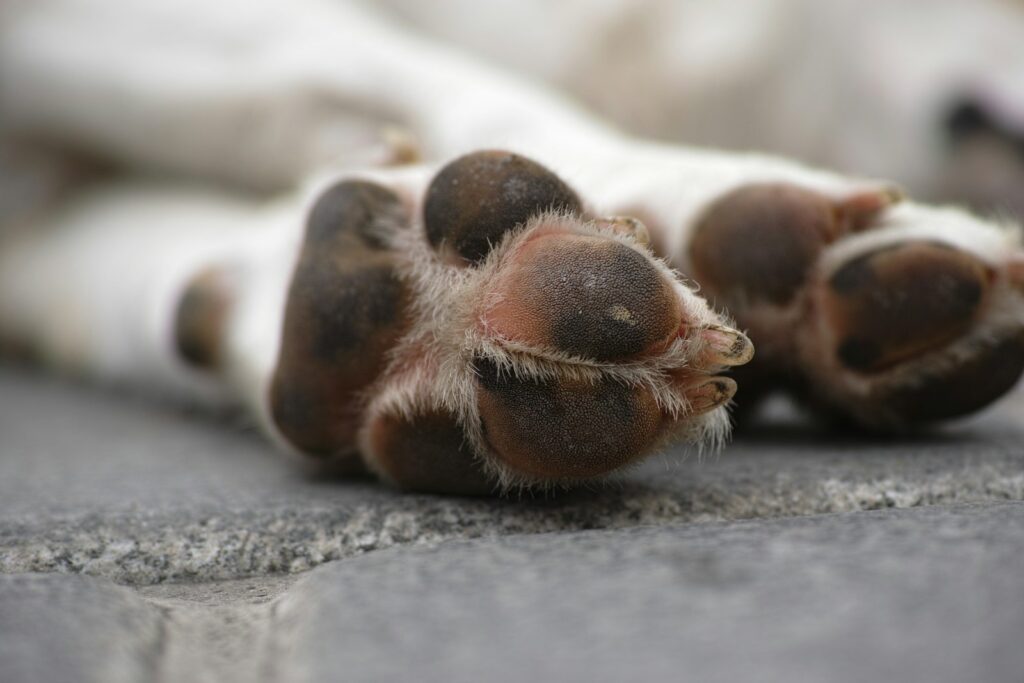 Close-up of a dog paw pads, which need extra care in winter