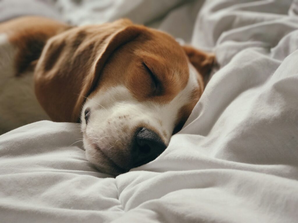 Dog curled up asleep in warm blankets on a cold day
