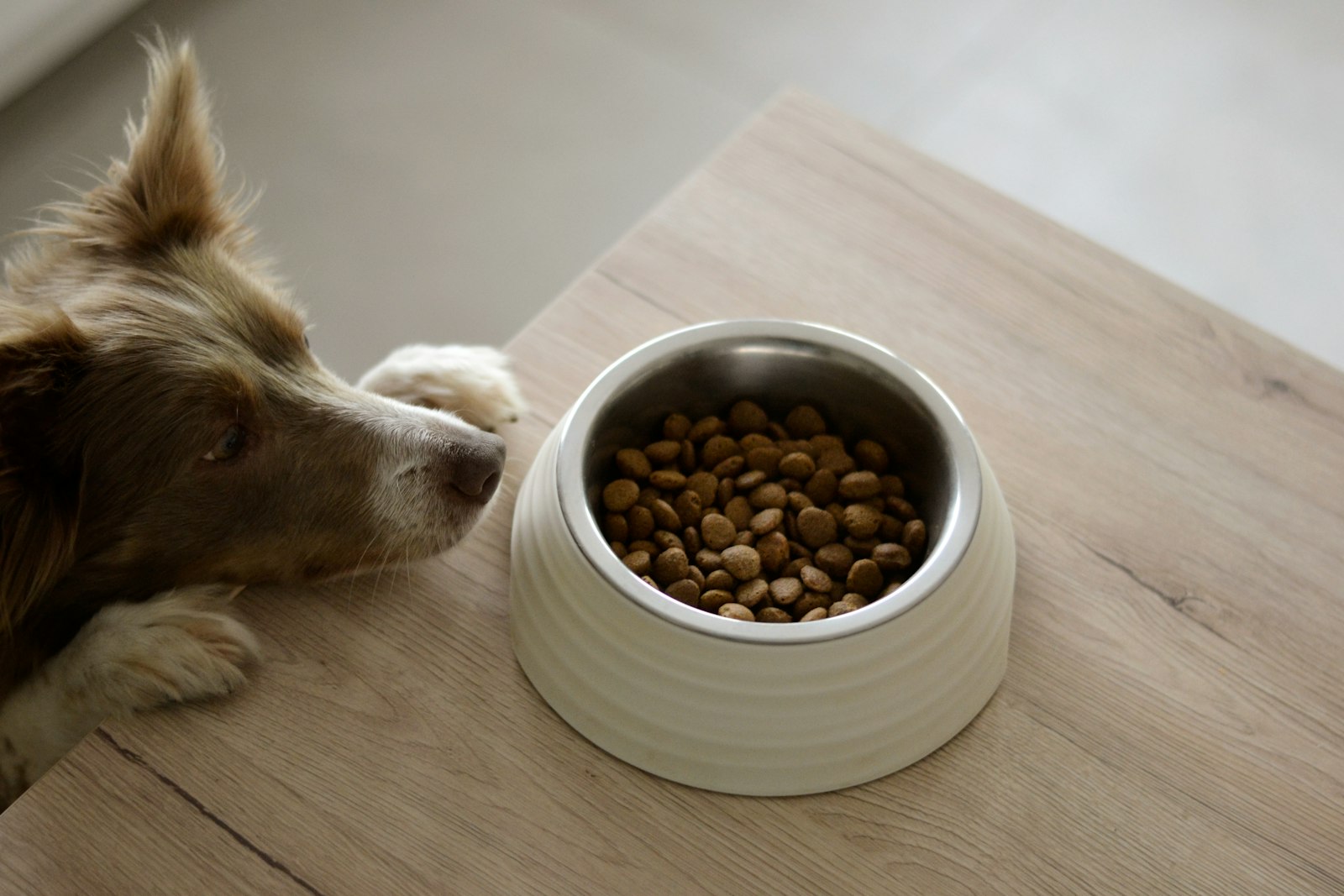 Dog sniffing a bowl of dry kibble on a wooden table