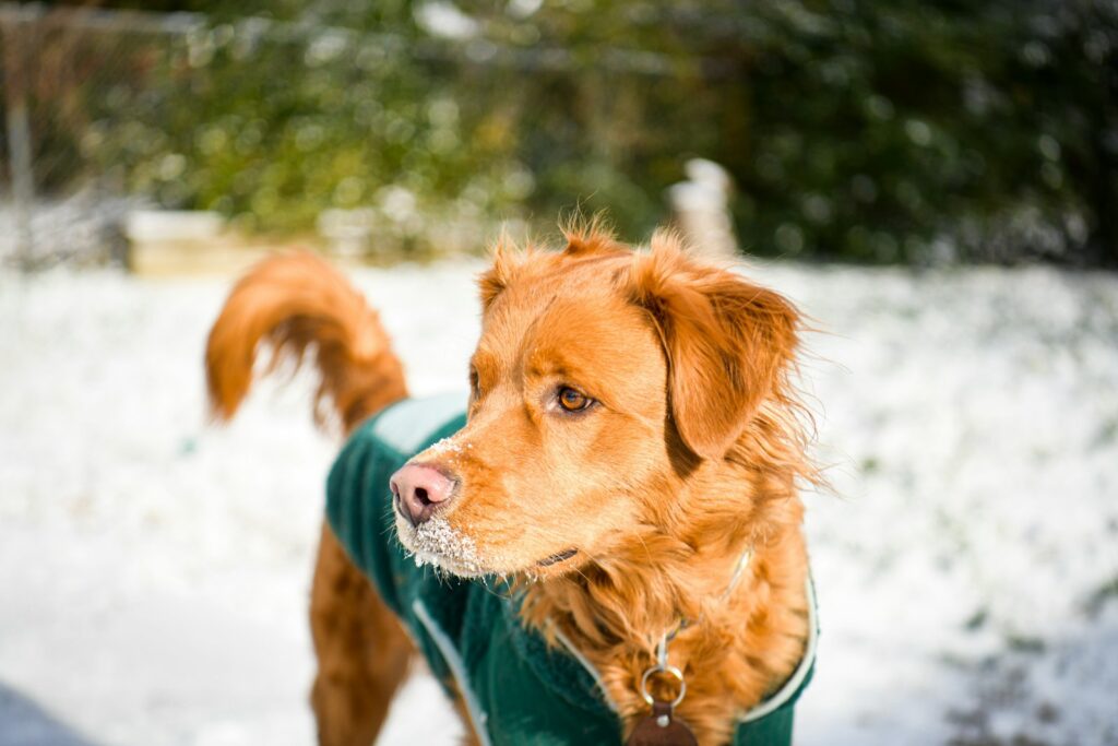 Dog wearing a green jacket in the snow