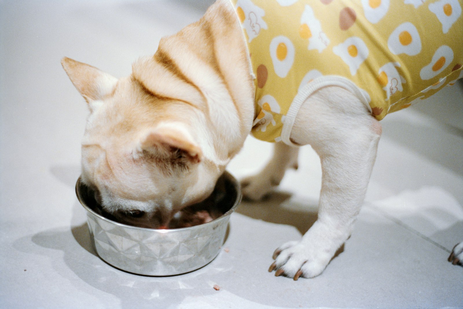 French bulldog eating from a metal bowl
